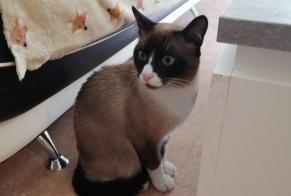 Alerte Découverte Chat  Mâle Saint-Priest France