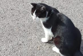Alerte Découverte Chat Mâle Neuville-sur-Saône France