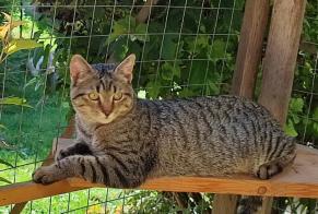 Alerte Disparition Chat croisement Mâle , 1 ans Saint-Jean-Kourtzerode France