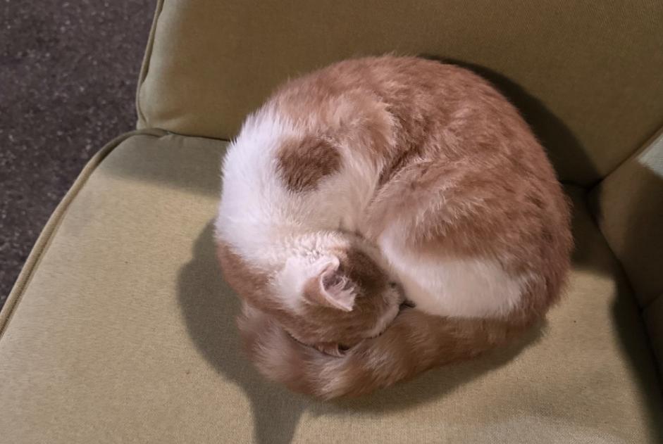 Alerte Découverte Chat Inconnu Zürich Suisse