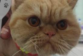 Alerte Disparition Chat  Femelle , 1 ans Ettelbruck Luxembourg