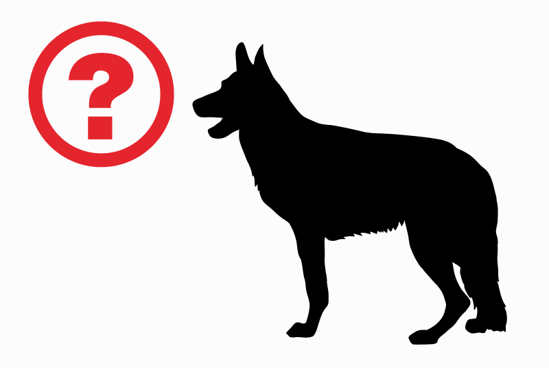 Fundmeldung Hund Unbekannt , 4 Jahre Luxembourg Luxemburg