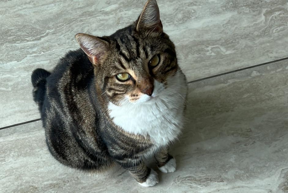 Avviso scomparsa Gatto Maschio , 8 anni Cesseville Francia