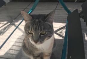 Avviso scomparsa Gatto Femmina , 4 anni Luxembourg Lussemburgo