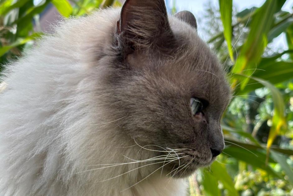 Avviso scomparsa Gatto  Maschio , 2 anni Luxembourg Lussemburgo