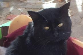 Avviso scomparsa Gatto Maschio , 4 anni Clermont-l'Hérault Francia