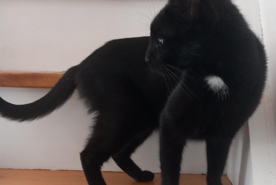 Avviso scomparsa Gatto  Femmina , 6 anni Villerable Francia