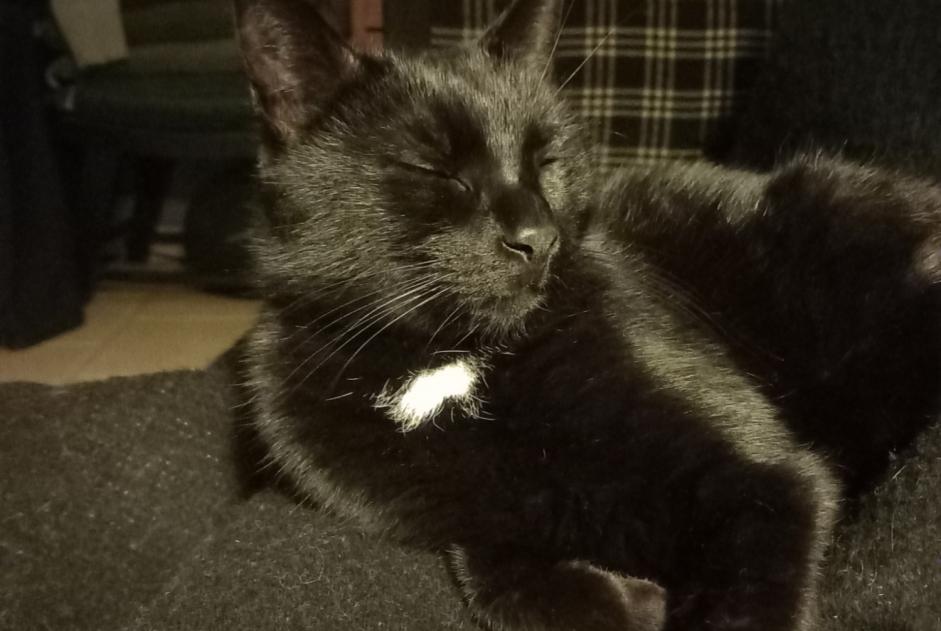 Avviso scomparsa Gatto  Femmina , 6 anni Villerable Francia