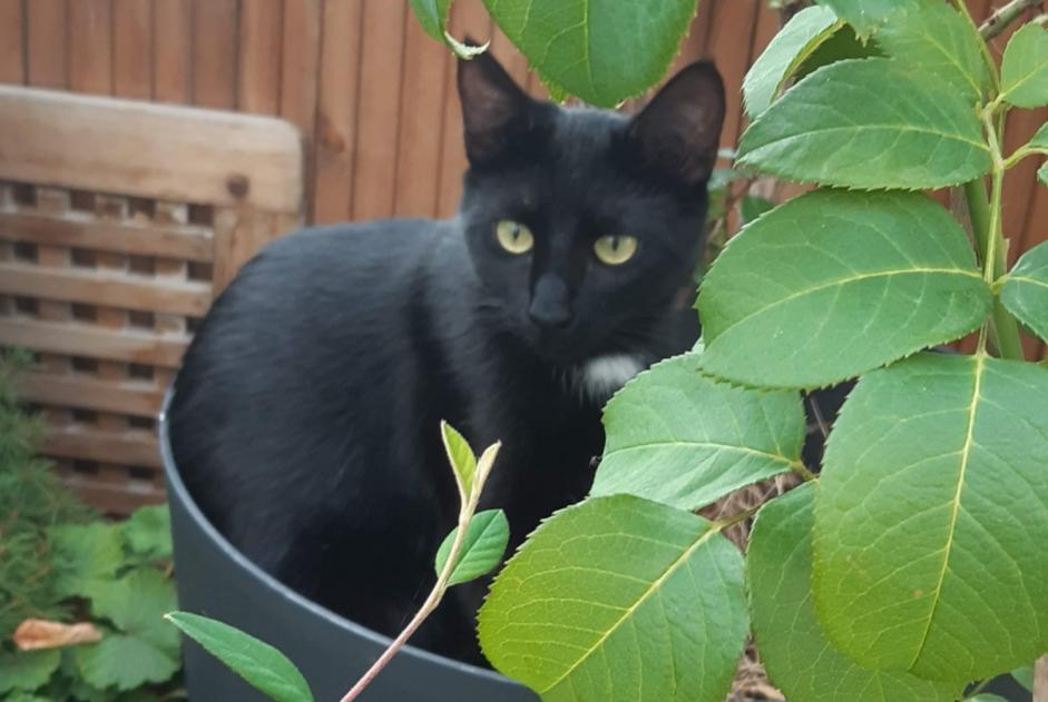 Avviso scomparsa Gatto  Femmina , 6 anni Villerable Francia