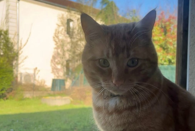Avviso scomparsa Gatto incrocio di razze Maschio , 2 anni Mondelange Francia