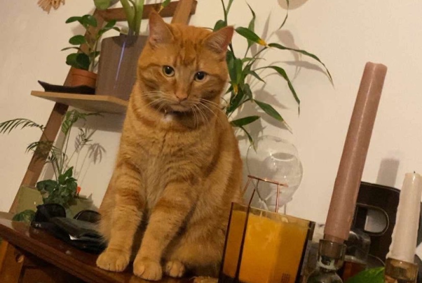 Avviso scomparsa Gatto incrocio di razze Maschio , 2 anni Mondelange Francia
