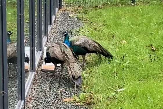 Avviso Ritrovamento Uccello Maschio La Roche-sur-Yon Francia