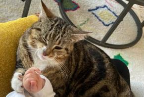Avviso scomparsa Gatto  Femmina , 41 anni Aire-sur-l'Adour Francia