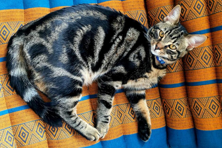 Avviso scomparsa Gatto Maschio , 3 anni Couddes Francia