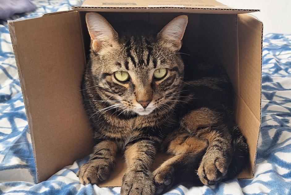 Avviso scomparsa Gatto Maschio , 3 anni Couddes Francia