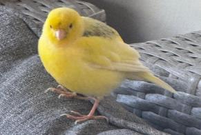Avviso Ritrovamento Uccello Non conosciuta Mamer Lussemburgo