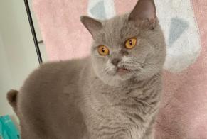 Avviso scomparsa Gatto  Maschio , 10 anni Frisange Lussemburgo