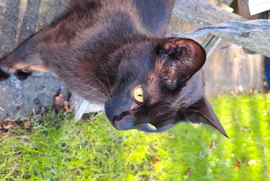 Verdwijningsalarm Kat Mannetje , 2 jaar Walferdange Luxemburg