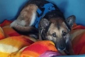 Verdwijningsalarm Hond rassenvermenging Mannetje , 7 jaar Montmirail Frankrijk