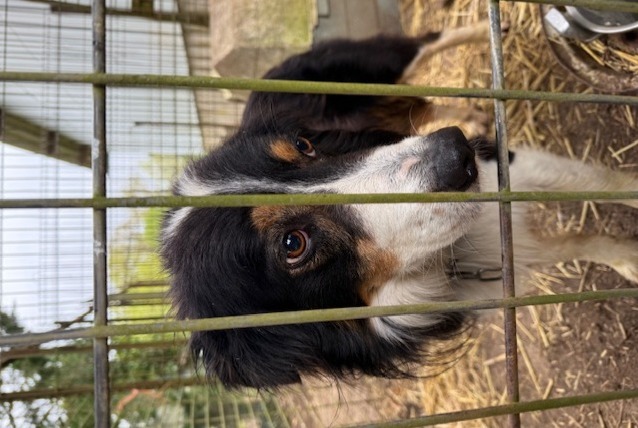Ontdekkingsalarm Hond  Mannetje Sougères-en-Puisaye Frankrijk