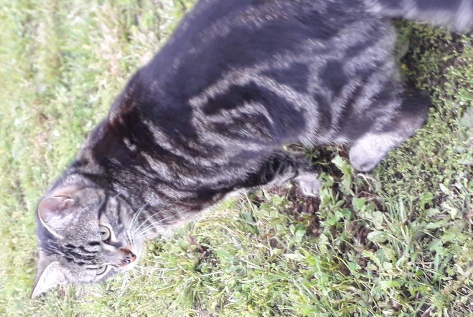 Verdwijningsalarm Kat  Mannetje , 4 jaar Mende Frankrijk