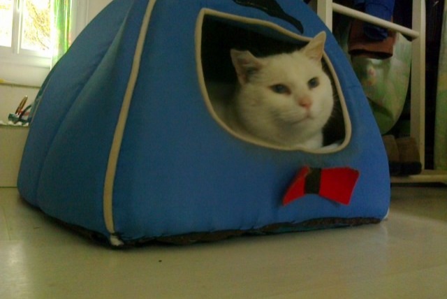 Alerta desaparecimento Gato  Macho , 14 anos Tracy-le-Val France