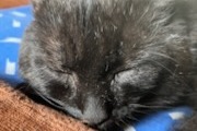 Alerta desaparecimento Gato  Macho , 10 anos Warmeriville France