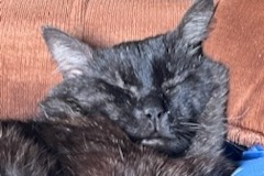 Alerta desaparecimento Gato  Macho , 10 anos Warmeriville France