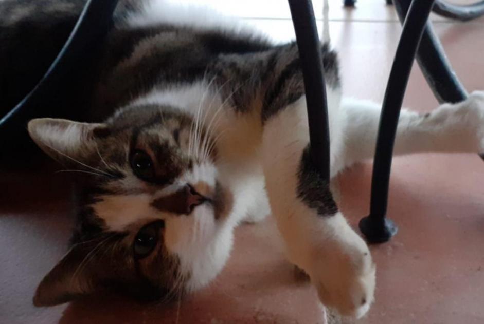 Alerta desaparecimento Gato  Macho , 5 anos Pontchâteau France