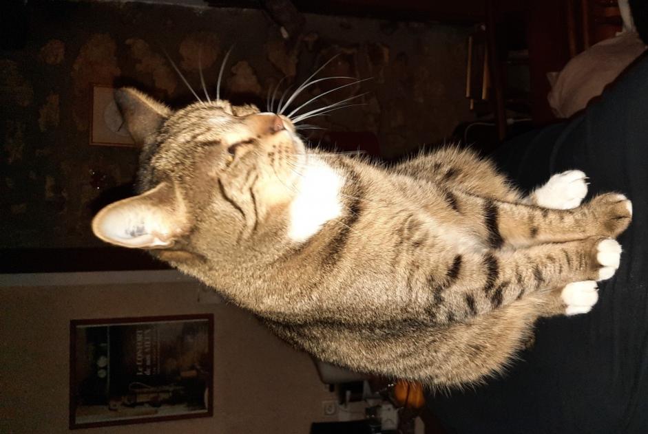 Alerta desaparecimento Gato cruzamento Fêmea , 5 anos Marigny-l'Église France