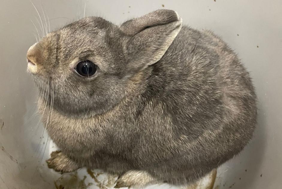 Alerta descoberta Coelho Desconhecido Luxembourg Luxembourg