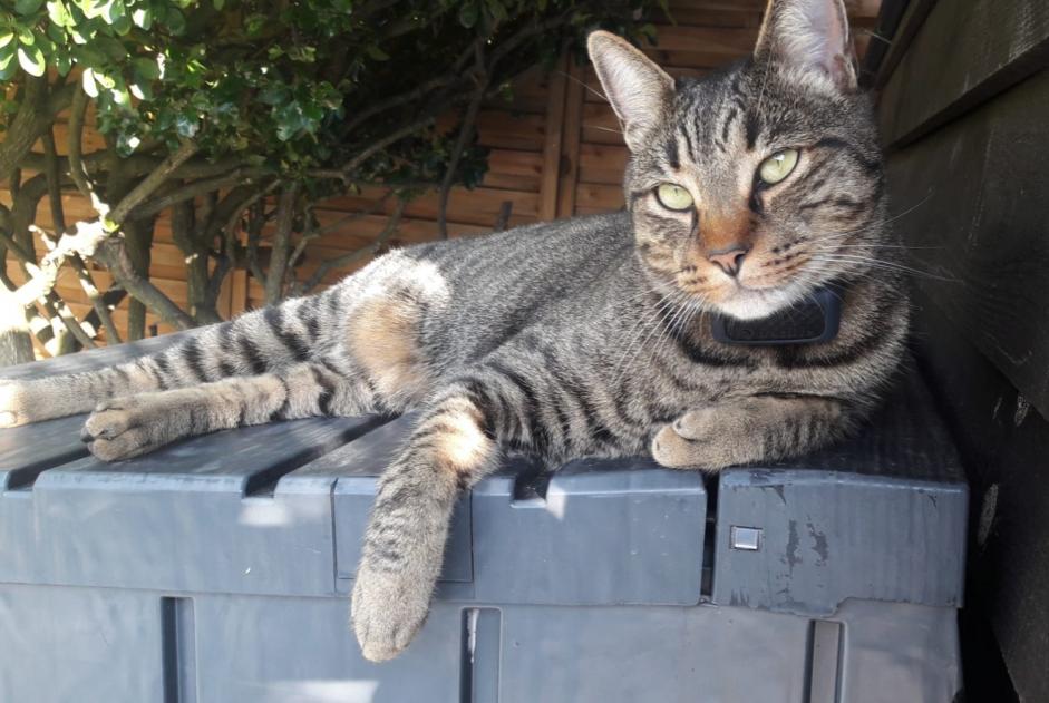 Alerta desaparecimento Gato cruzamento Macho , 3 anos Lanton France