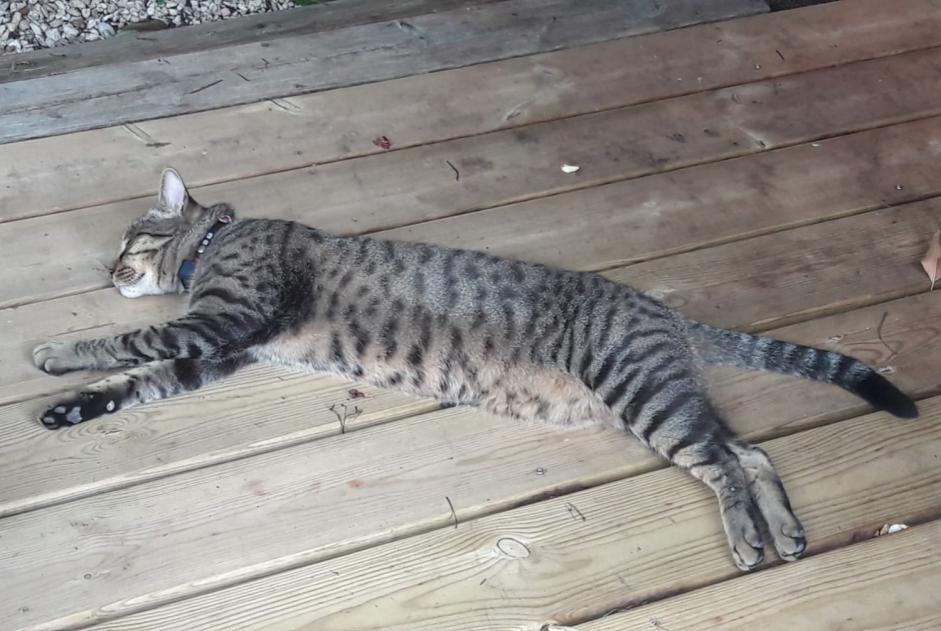 Alerta desaparecimento Gato cruzamento Macho , 3 anos Lanton France