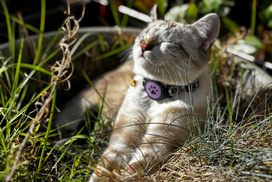 Alerta desaparecimento Gato Fêmea , 1 anos Helfrantzkirch France
