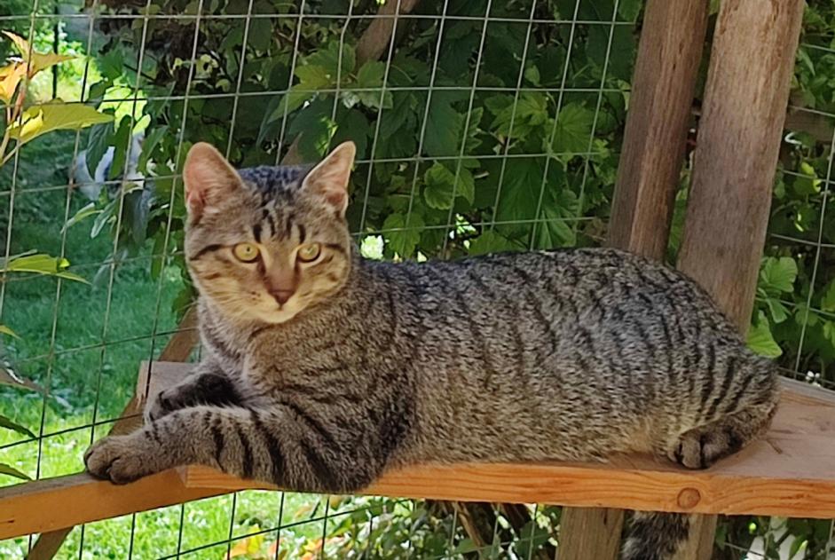Alerta desaparecimento Gato cruzamento Macho , 1 anos Saint-Jean-Kourtzerode France
