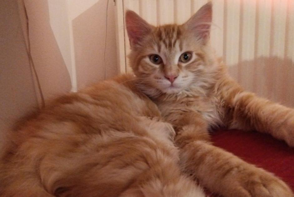 Alerta desaparecimento Gato cruzamento Macho , 1 anos Villeurbanne France