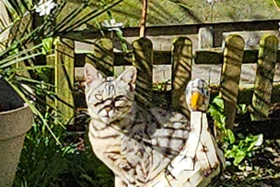 Alerta desaparecimento Gato  Fêmea , 7 anos Champs-sur-Yonne France