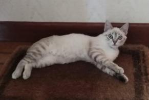 Alerta desaparecimento Gato cruzamento Fêmea , 1 anos Fontet France