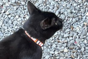 Alerta descoberta Gato Desconhecido Luxembourg Luxembourg
