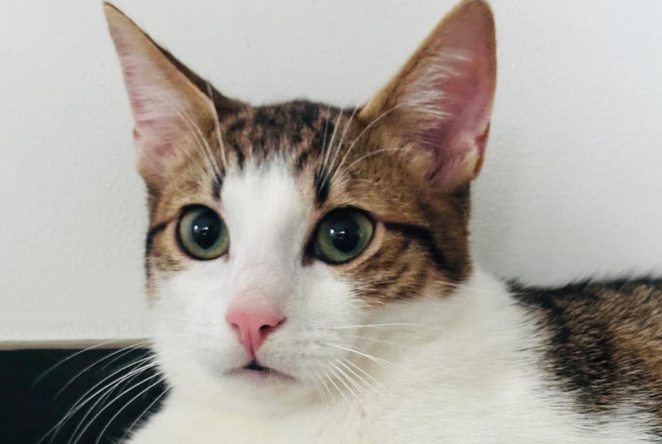 Alerta desaparecimento Gato Macho , 2025 anos Luxembourg Luxembourg